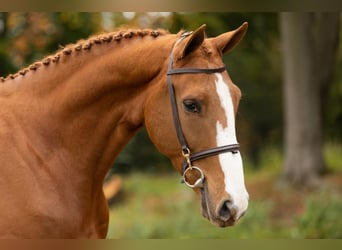 Zangersheide, Caballo castrado, 4 años, 172 cm, Alazán