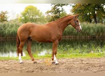 Zangersheide, Caballo castrado, 4 años, 172 cm, Alazán