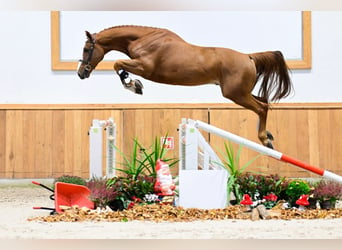 Zangersheide, Caballo castrado, 4 años, 172 cm, Alazán