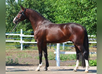 Zangersheide, Caballo castrado, 4 años, 172 cm, Castaño