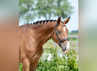 Zangersheide, Caballo castrado, 4 años, 172 cm, Castaño