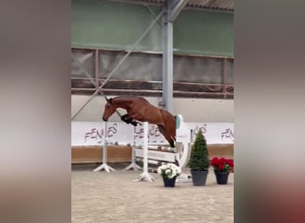 Zangersheide, Caballo castrado, 4 años, 172 cm, Castaño rojizo