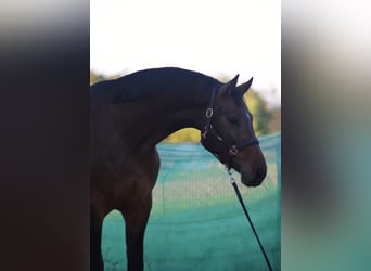 Zangersheide, Caballo castrado, 4 años, 172 cm, Castaño rojizo