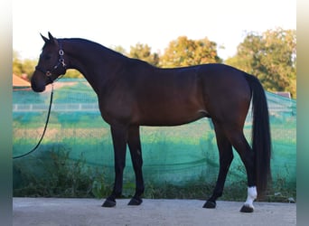 Zangersheide, Caballo castrado, 4 años, 172 cm, Castaño rojizo