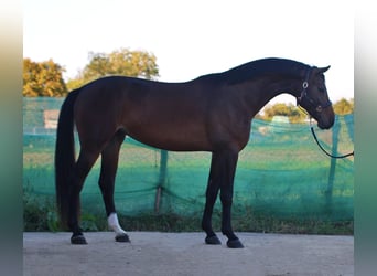 Zangersheide, Caballo castrado, 4 años, 172 cm, Castaño rojizo