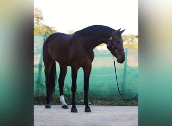 Zangersheide, Caballo castrado, 4 años, 172 cm, Castaño rojizo