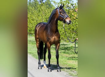 Zangersheide, Caballo castrado, 4 años, 172 cm, Castaño rojizo