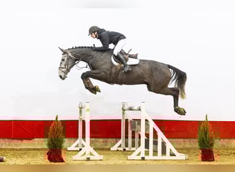 Zangersheide, Caballo castrado, 4 años, 172 cm, Tordo