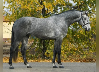 Zangersheide, Caballo castrado, 4 años, 172 cm, Tordo rodado