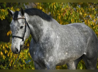 Zangersheide, Caballo castrado, 4 años, 172 cm, Tordo rodado
