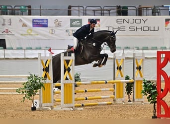 Zangersheide, Caballo castrado, 4 años, 173 cm, Tordo