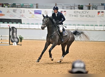 Zangersheide, Caballo castrado, 4 años, 173 cm, Tordo