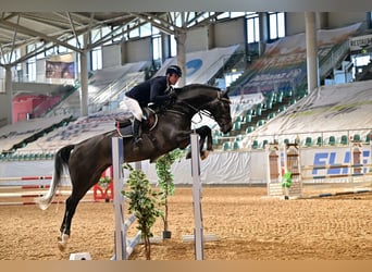 Zangersheide, Caballo castrado, 4 años, 173 cm, Tordo