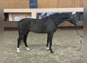 Zangersheide, Caballo castrado, 4 años, 173 cm, Tordo