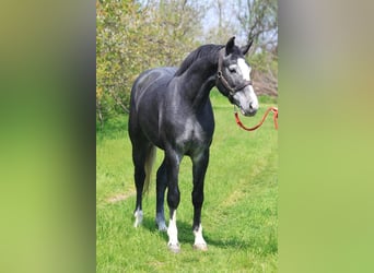 Zangersheide, Caballo castrado, 4 años, 173 cm, Tordo