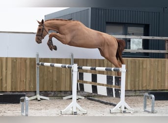 Zangersheide, Caballo castrado, 4 años, 174 cm, Alazán