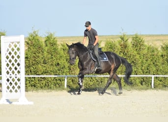 Zangersheide, Caballo castrado, 4 años, 175 cm, Morcillo