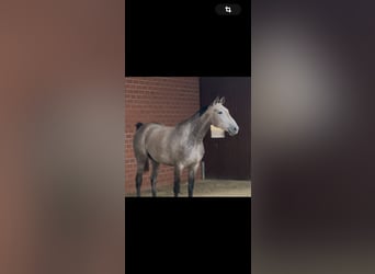 Zangersheide, Caballo castrado, 4 años, 175 cm, Tordo