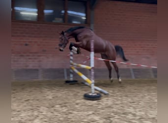 Zangersheide, Caballo castrado, 4 años, 176 cm