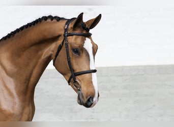 Zangersheide, Caballo castrado, 4 años, 176 cm
