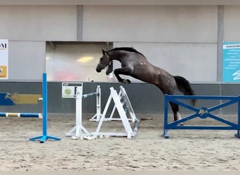 Zangersheide, Caballo castrado, 4 años, 178 cm, Musgo marrón