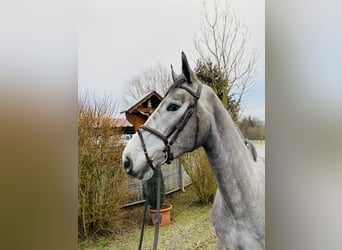 Zangersheide, Caballo castrado, 4 años, 178 cm, Tordo rodado