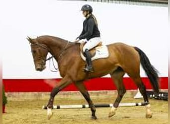 Zangersheide, Caballo castrado, 4 años, 179 cm, Castaño