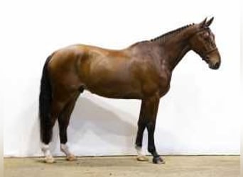 Zangersheide, Caballo castrado, 4 años, 179 cm, Castaño