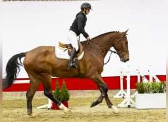 Zangersheide, Caballo castrado, 4 años, 179 cm, Castaño