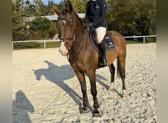 Zangersheide, Caballo castrado, 5 años, 157 cm, Castaño rojizo