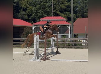 Zangersheide, Caballo castrado, 5 años, 160 cm, Alazán-tostado