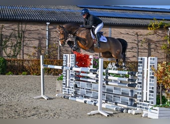 Zangersheide, Caballo castrado, 5 años, 160 cm, Castaño