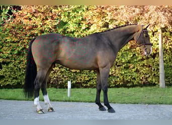 Zangersheide, Caballo castrado, 5 años, 160 cm, Castaño