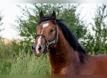 Zangersheide, Caballo castrado, 5 años, 162 cm, Castaño oscuro