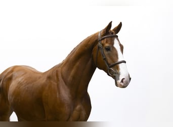 Zangersheide, Caballo castrado, 5 años, 163 cm, Alazán