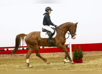 Zangersheide, Caballo castrado, 5 años, 163 cm, Alazán