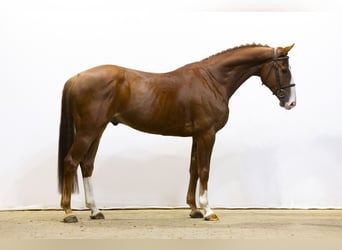 Zangersheide, Caballo castrado, 5 años, 163 cm, Alazán