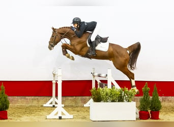 Zangersheide, Caballo castrado, 5 años, 163 cm, Alazán