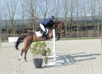 Zangersheide, Caballo castrado, 5 años, 163 cm, Castaño