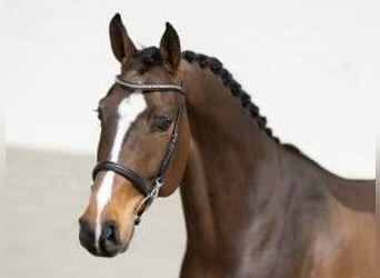 Zangersheide, Caballo castrado, 5 años, 163 cm, Castaño