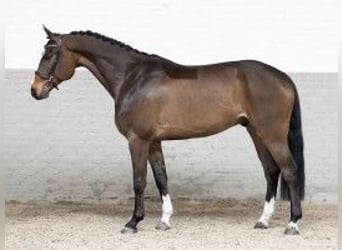 Zangersheide, Caballo castrado, 5 años, 163 cm, Castaño