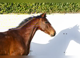 Zangersheide, Caballo castrado, 5 años, 163 cm, Castaño