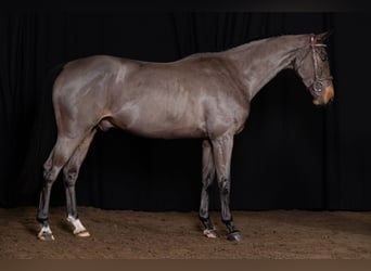 Zangersheide, Caballo castrado, 5 años, 163 cm, Castaño oscuro