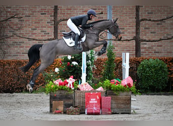 Zangersheide, Caballo castrado, 5 años, 163 cm, Castaño oscuro