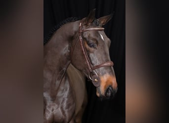 Zangersheide, Caballo castrado, 5 años, 163 cm, Castaño oscuro