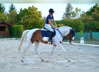 Zangersheide, Caballo castrado, 5 años, 164 cm, Pío