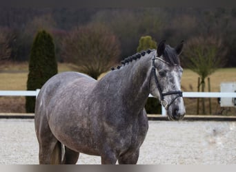 Zangersheide, Caballo castrado, 5 años, 164 cm, Tordillo negro