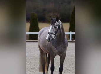 Zangersheide, Caballo castrado, 5 años, 164 cm, Tordillo negro