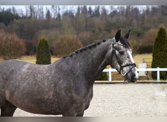 Zangersheide, Caballo castrado, 5 años, 164 cm, Tordillo negro