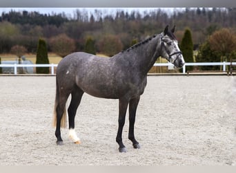 Zangersheide, Caballo castrado, 5 años, 164 cm, Tordillo negro